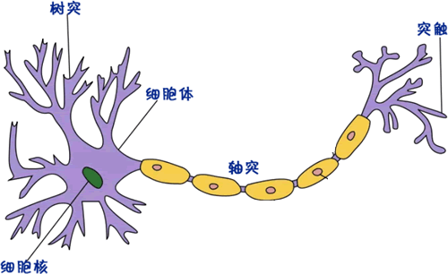 神经元结构